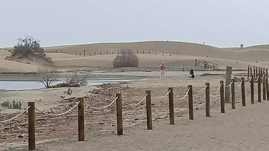 Dos turistas invaden la zona protegida de la Charca de Maspalomas para hacerse fotos