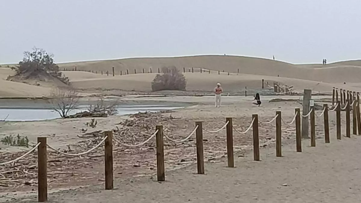Indignación en la Charca de Maspalomas: vuelven a saltarse el vallado del espacio protegido para hacerse fotos