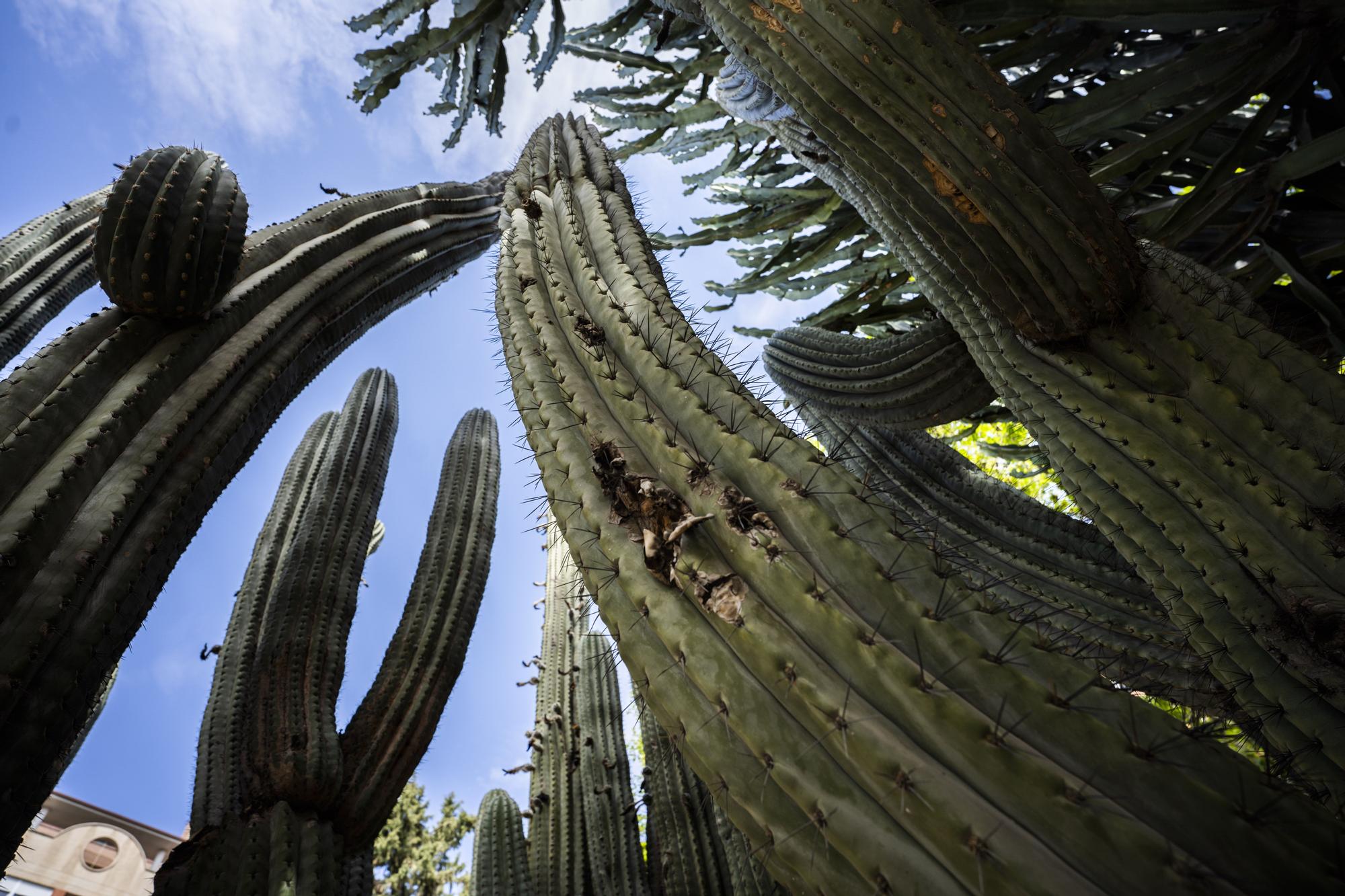 ¿Conoces los jardines de cactus de València?