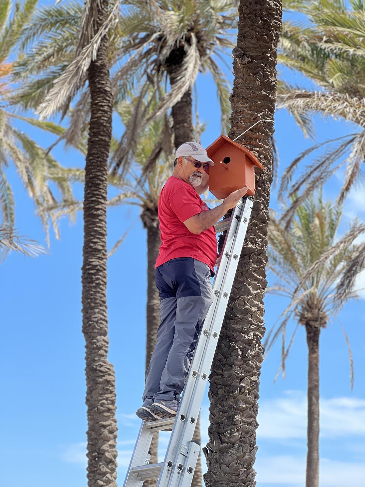 Colocación de nidos en las palmeras de Ferrís