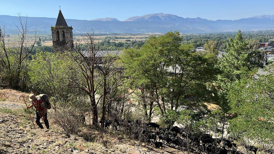 Un ramat d&#039;un centenar de cabres recupera l&#039;activitat transhumant al Camí de la Marina, que va de la Cerdanya al Penedès