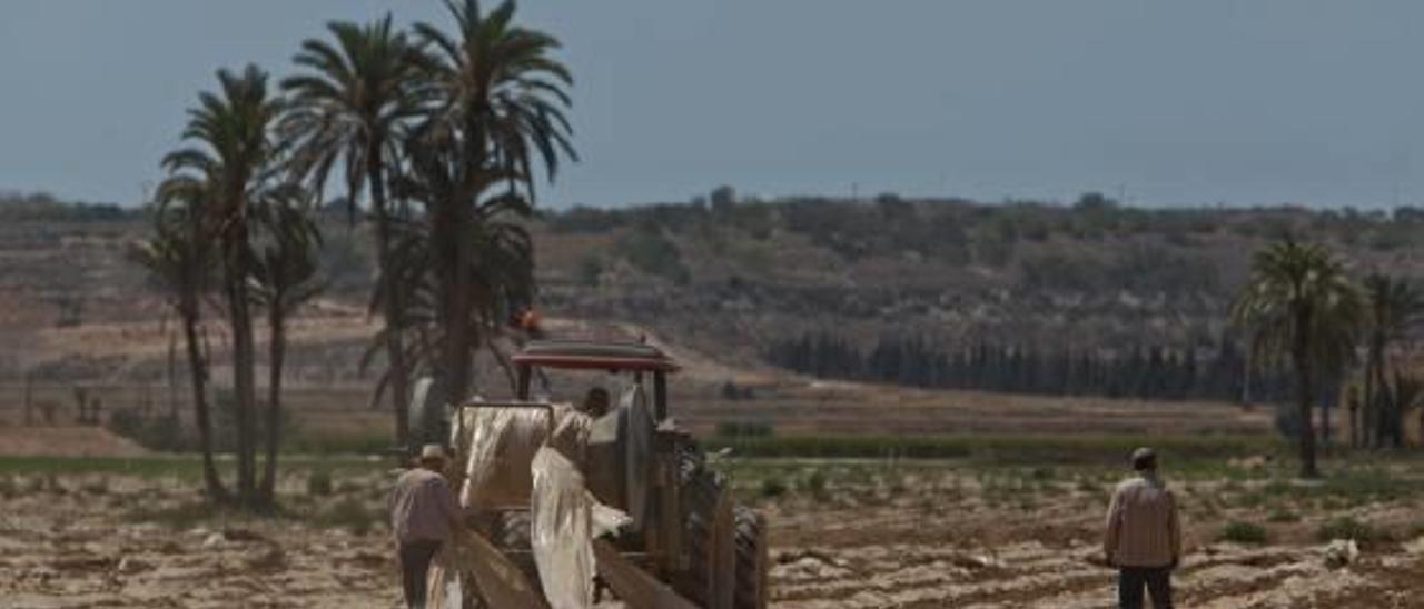 Una pedanía del Camp d&#039;Elx durante las labores de recogida de melones en una finca agraria, en imagen de arhivo.