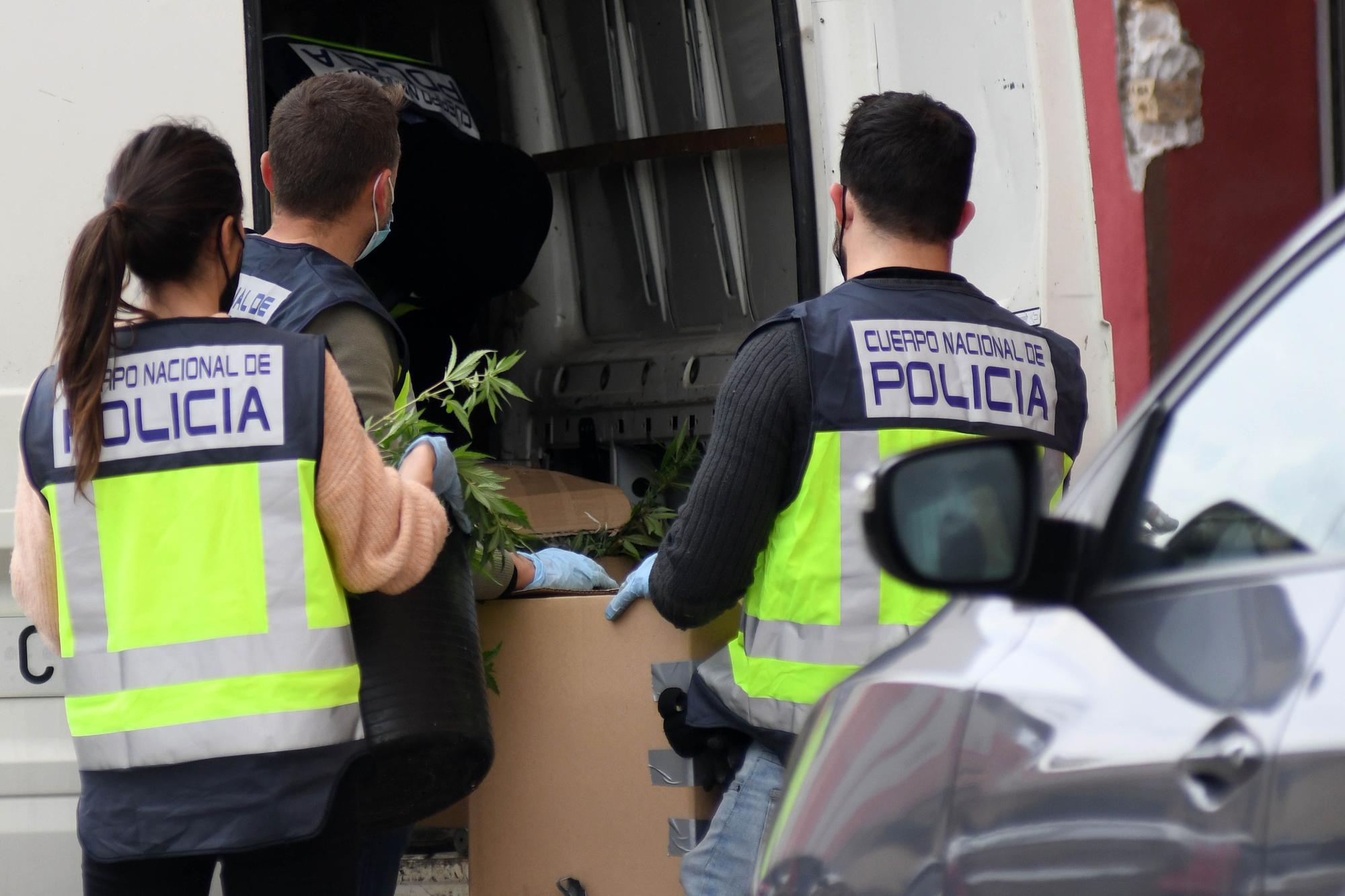 Golpe al cultivo de marihuana en el Espíritu Santo de Espinardo