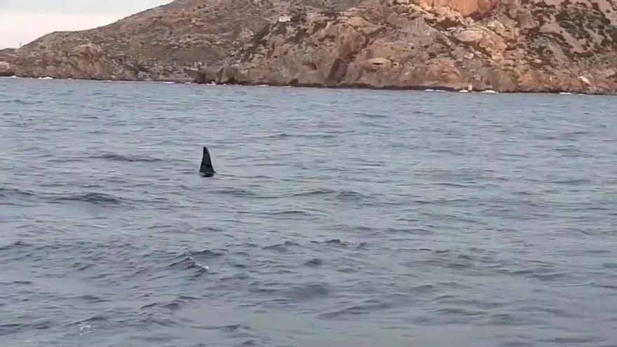 Avistan orcas en el Puerto de Cartagena