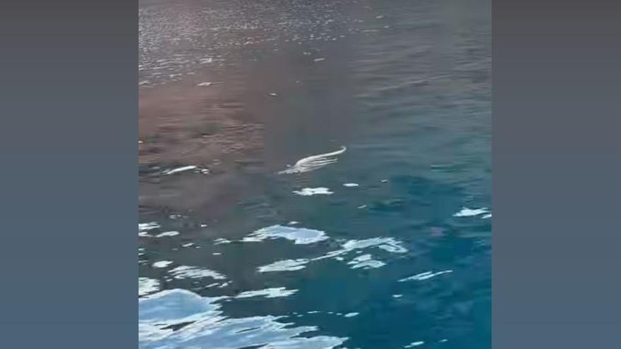 Vídeo: Graban a una serpiente nadando en una cala de Ibiza