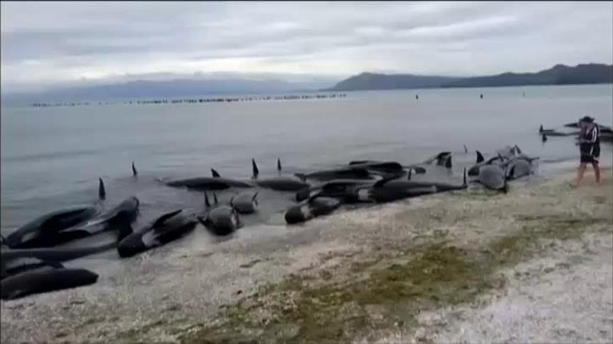 Entre 250 y 300 ballenas muertas en una playa de Nueva Zelanda