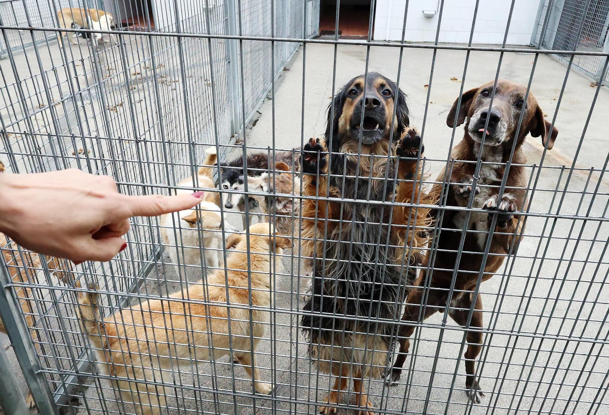 Inquilinos del refugio de A Madroa que aparecen abandonados con el cuello rajado y sin el chip