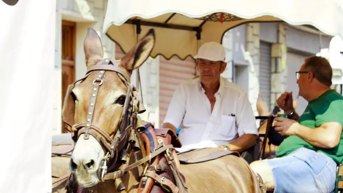 La Fireta de Sant Jaume recupera en El Campello la tradicional bajada de carros y caballos hasta el mar