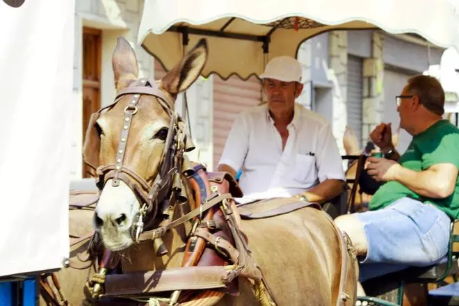 La Fireta de Sant Jaume de El Campello, en imágenes: carros y caballos vuelven a bajar hasta el mar