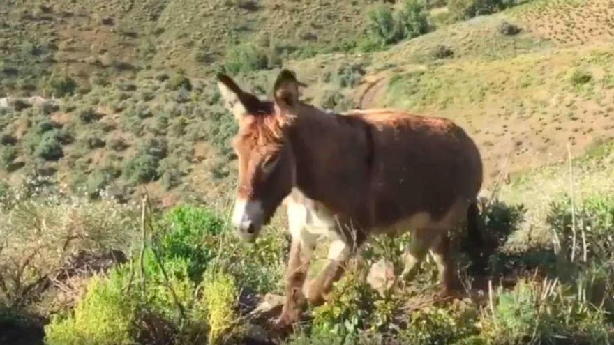 La burra Baldomera, en El Borge