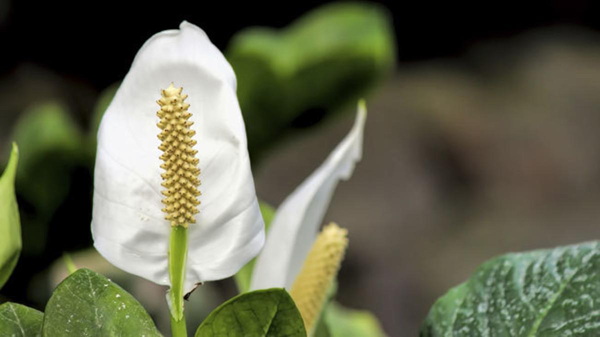 Diez plantas que mejorarán el ambiente del hogar