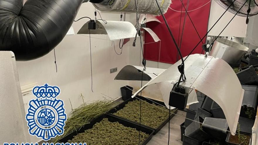 Desmantelan un invernadero de marihuana en una vivienda de Portada Alta