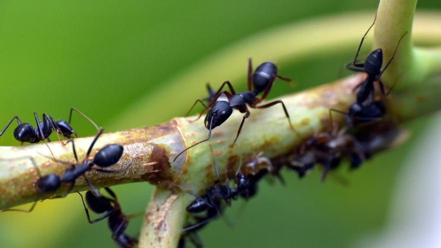 El truco ecológico y viral que extermina a las hormigas del jardín