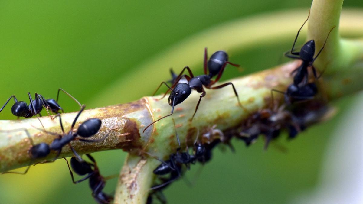 TRUCO: El truco ecológico y viral que extermina a las hormigas del jardín
