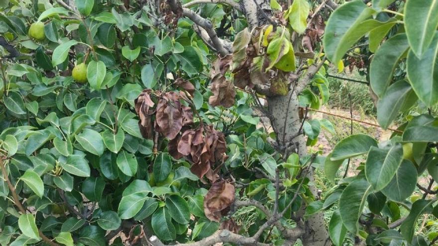 Detectat un focus de foc bacterià en una plantació de pereres de Campllong que obliga a activar mesures d’erradicació