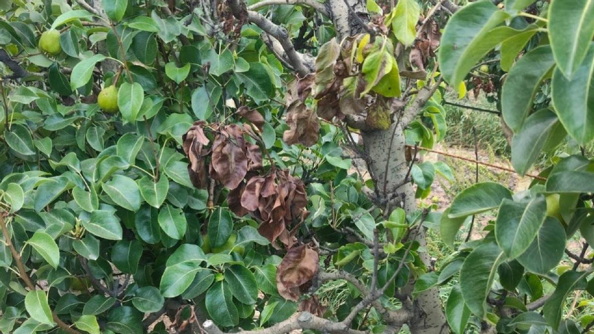 Detectat un focus de foc bacterià en una plantació de pereres de Campllong