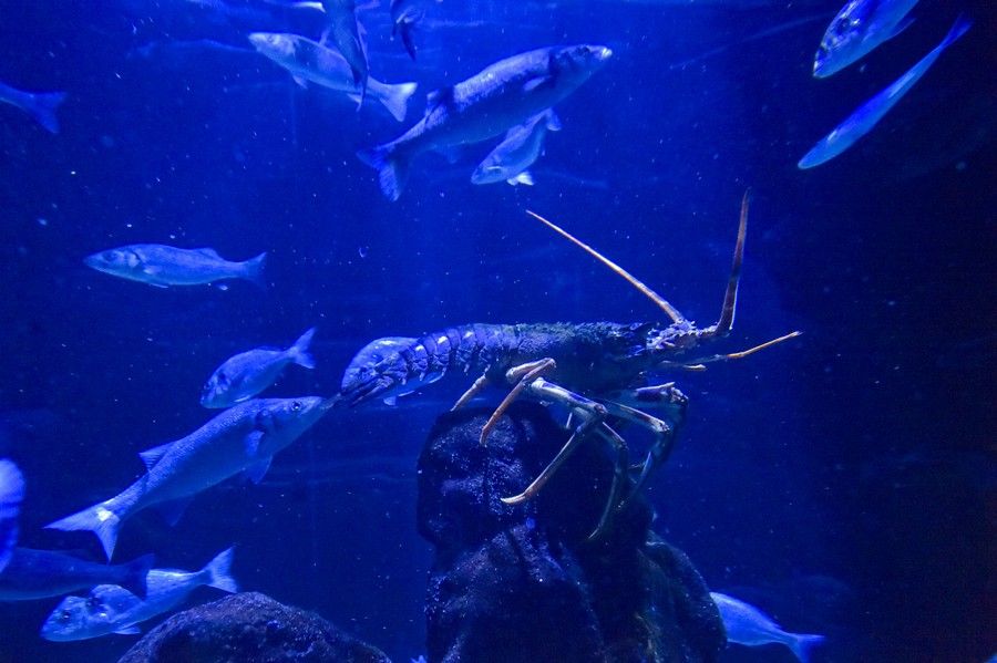 Reapertura del acuario Poema del Mar