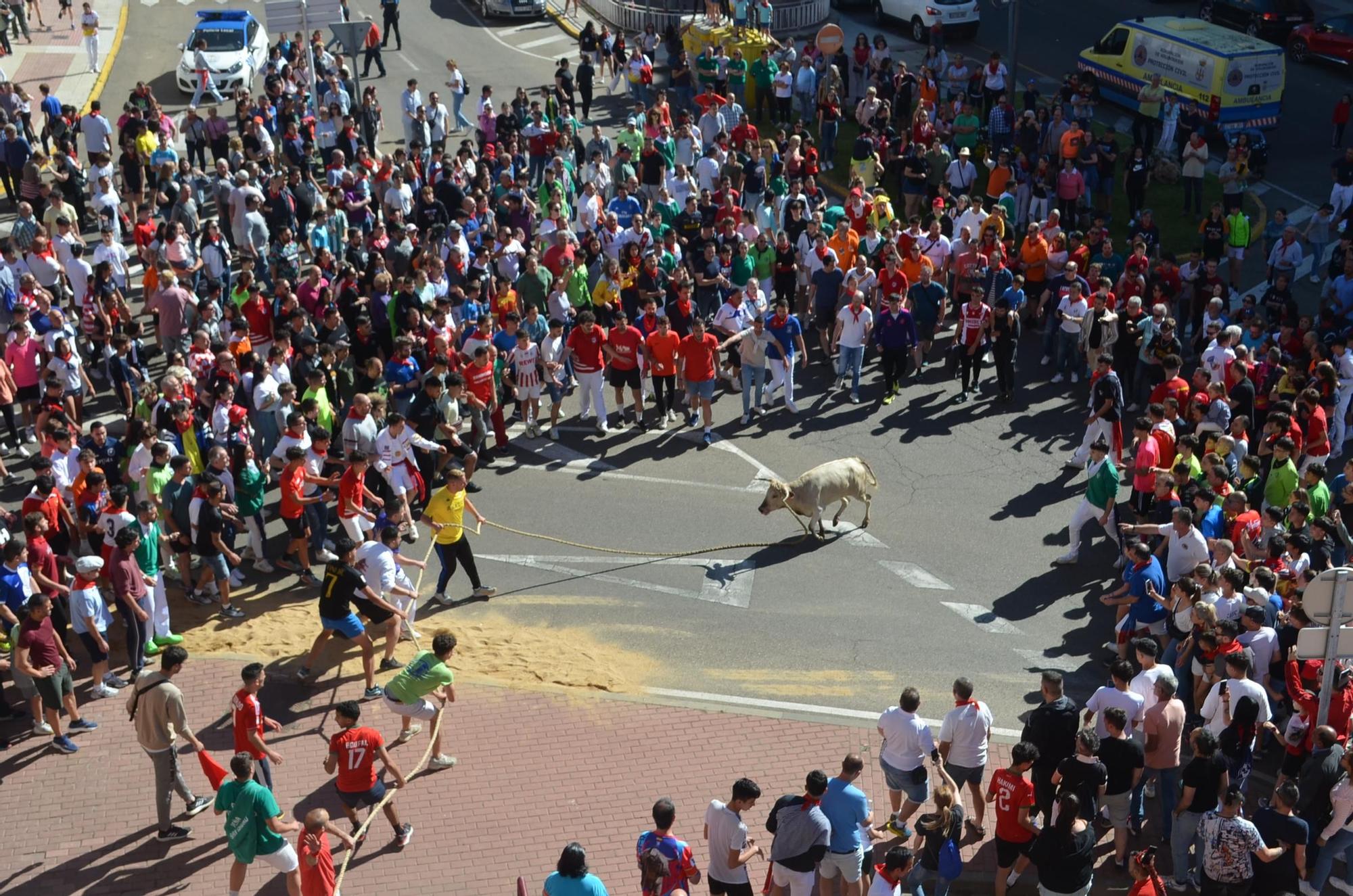 GALERÍA | Cuerva, el torito del alba de Benavente en imágenes