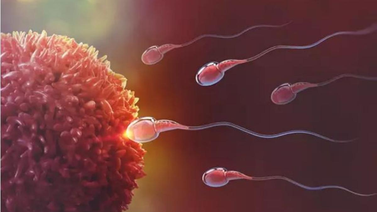 Representación de espermatozoides fecundando un óvulo