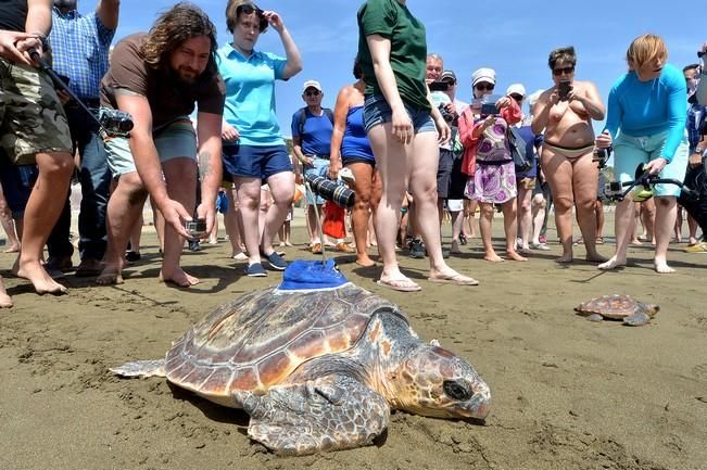 18/03/2016 PLAYA DEL INGLES, SAN BARTOLOME DE TIRAJANA. Suelta de tortugas bobas en Playa del Ingles. Foto: SANTI BLANCO