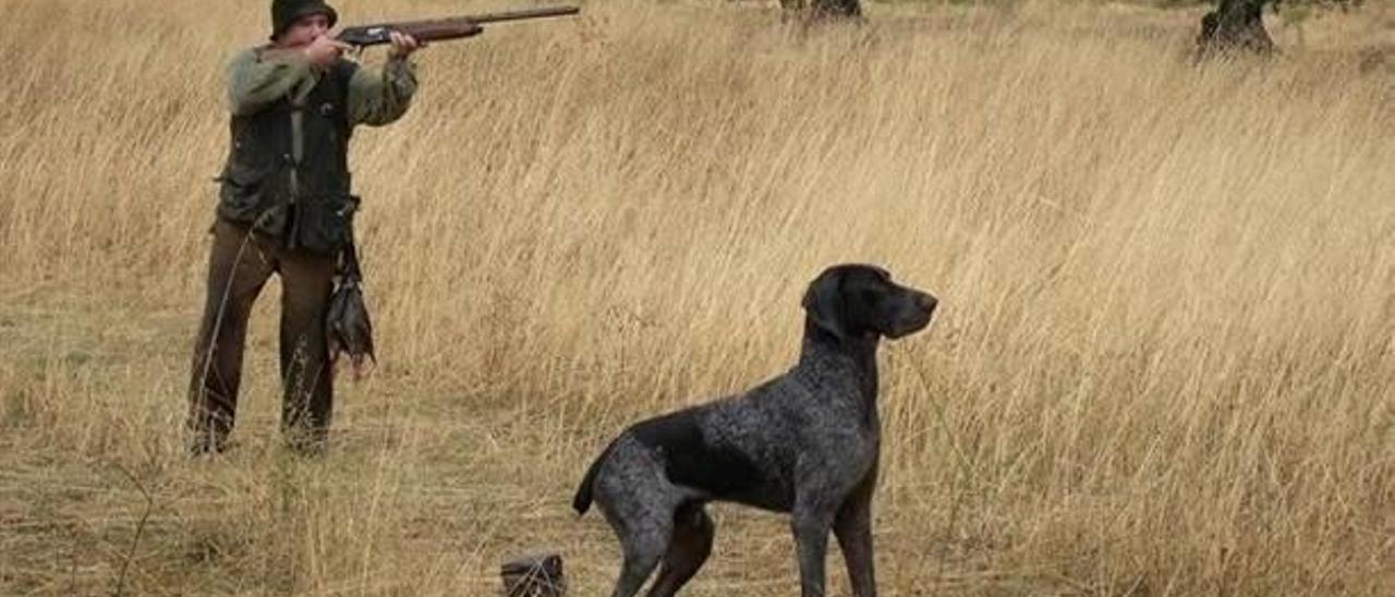 Las capturas en cotos de la Vall d&#039;Albaida con la plaga del conejo se reducen un 20%