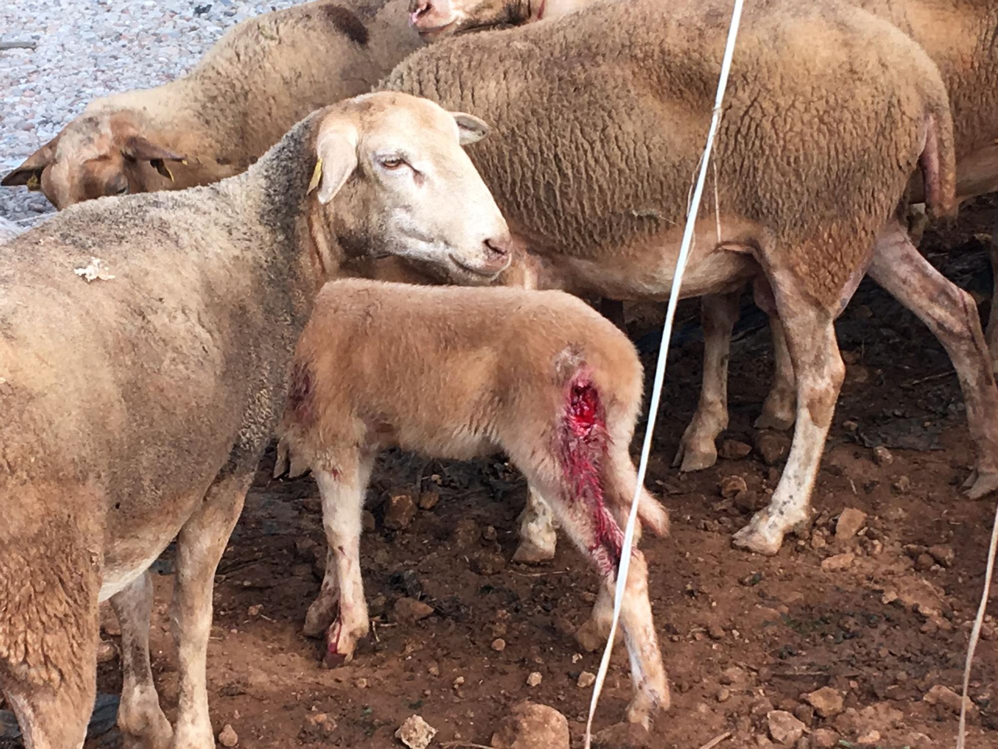 Dos perros matan a una docena de corderos en la finca de Puntiró