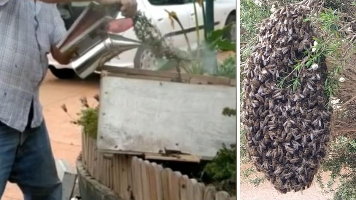 Un experto en apicultura guió a las abejas que montaron un panal en una vivienda de Vigo a una colmena.