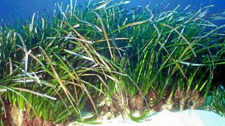 Hoffnung fürs Ökosystem Meer: Im Labor gezogene &quot;Posidonia&quot;-Pflanzen.