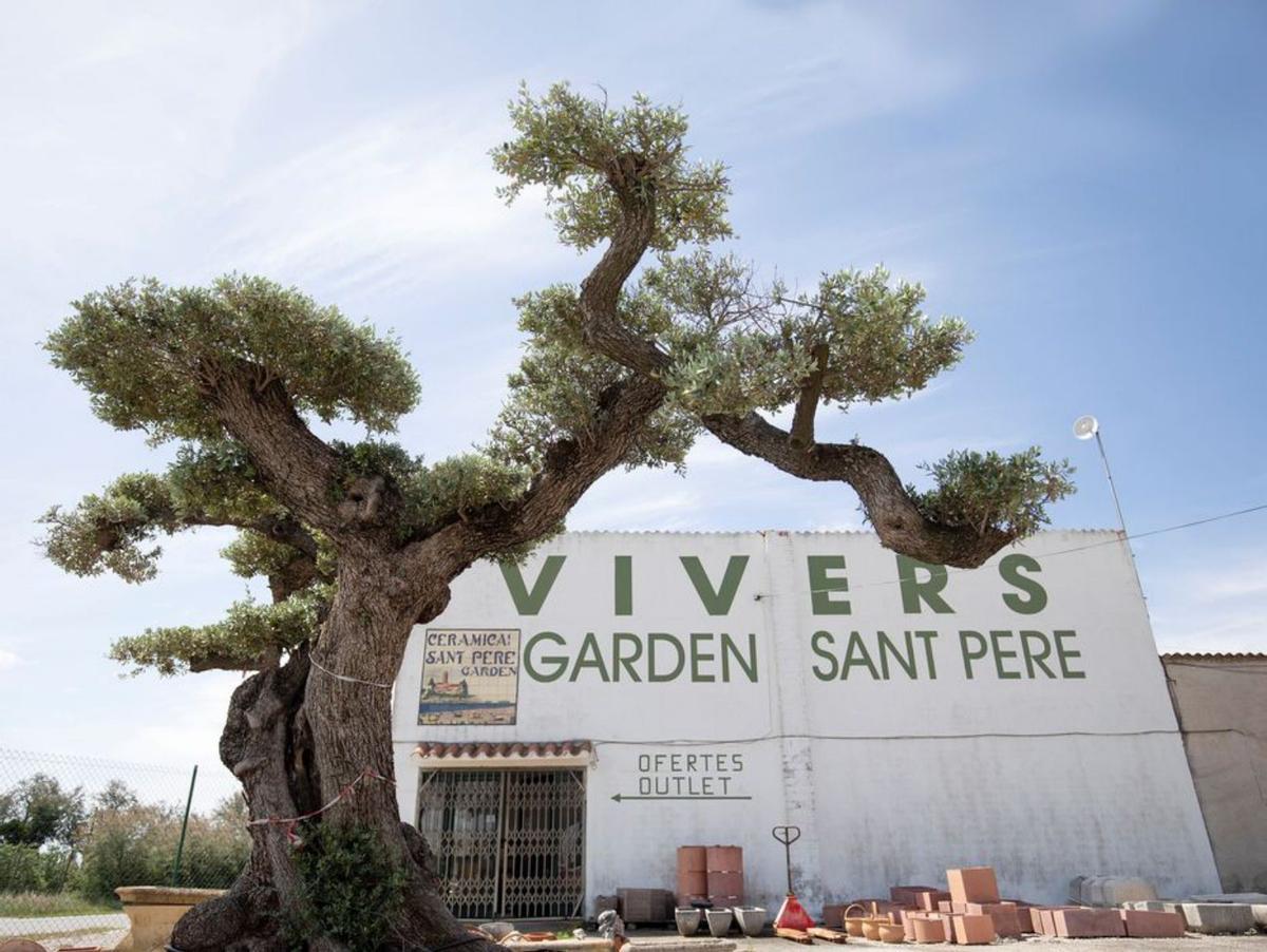 Alguns exemplars d’arbres son centenaris.  | EDUARD MARTÍ