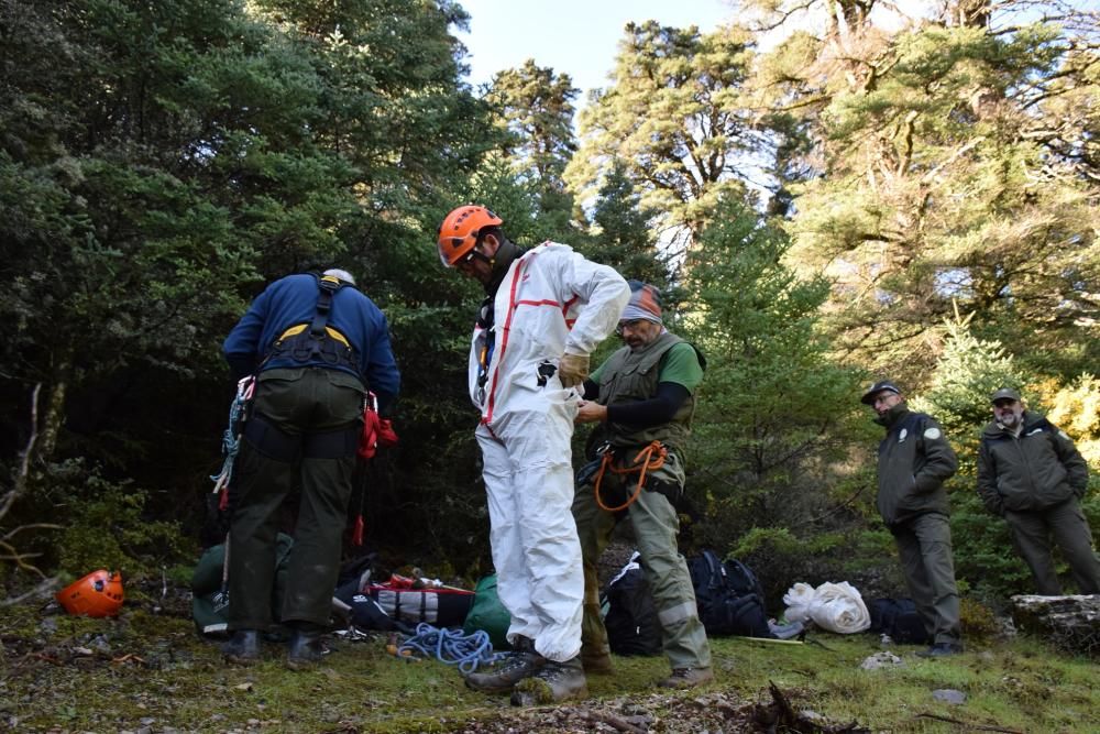 Colecta de semillas de pinsapos para recuperar esta especie en peligro de extinción