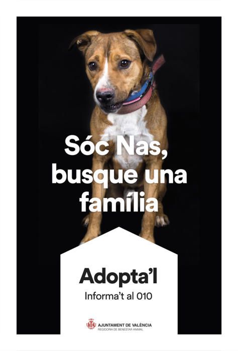 València pone cara y nombre a los perros de Benimàmet que buscan familia de adopción