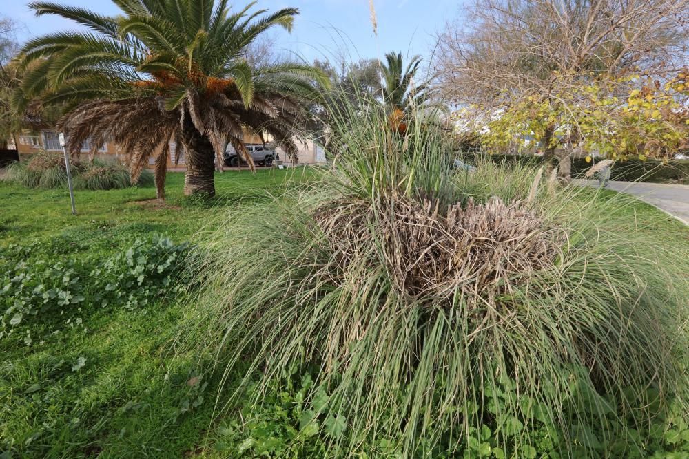 Vecinos del barrio de Sant Jordi denuncian  la situación de «abandono» que vive la zona