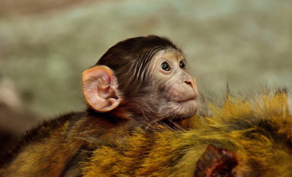 ape-2448422 1920 pixabay ape-2448422 1920 pixabay