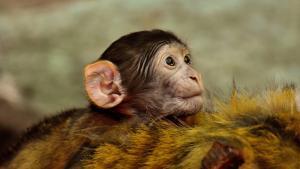 ape-2448422 1920 pixabay