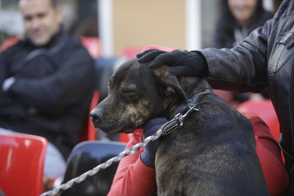 Wer rettet einen Hund aus Son Reus vor dem Tod?