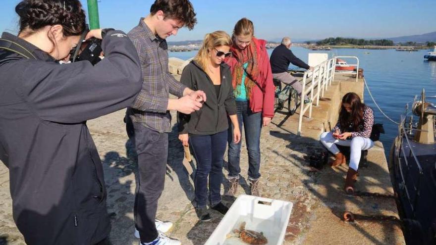 La liberación de la tortuga &quot;Eduma&quot;, en el puerto de O Grove, causó gran expectación. // Muñiz