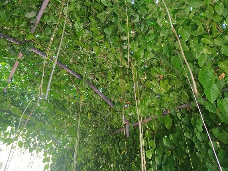 Cissus verticillata.