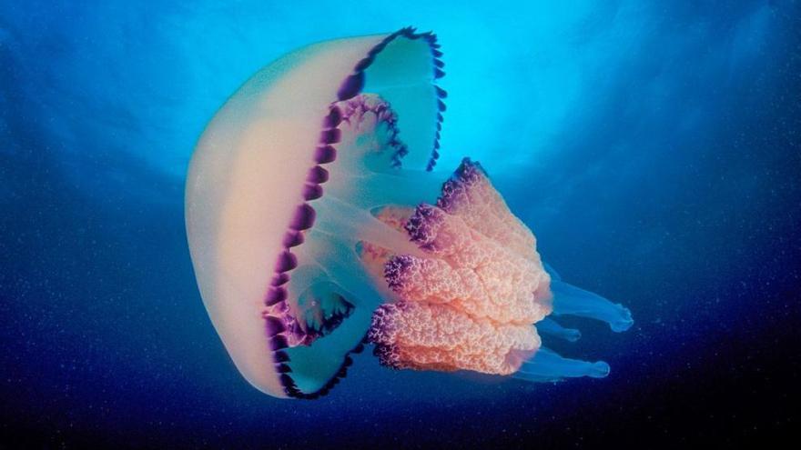 Una medusa en el seu medi.