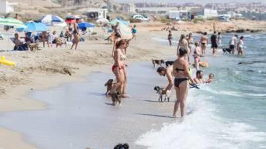 Imagen de una playa habilitada para el baño canino.