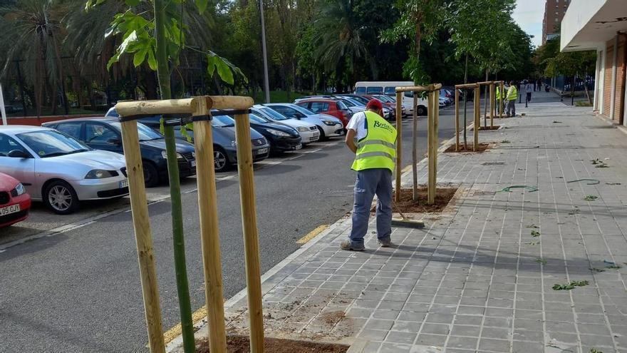 Compromís denuncia que València ha perdido 2.500 árboles con el gobierno de Catalá