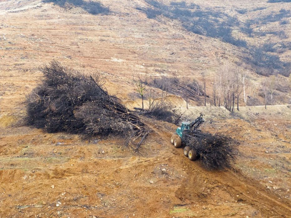 Hace cinco años, un gran incendio afectaba a 8.000 hectáreas de los municipios de Coín, Alhaurín el Grande, Mijas, Marbella, Ojén y Monda. Hoy se trabaja en recuperar las zonas afectadas.