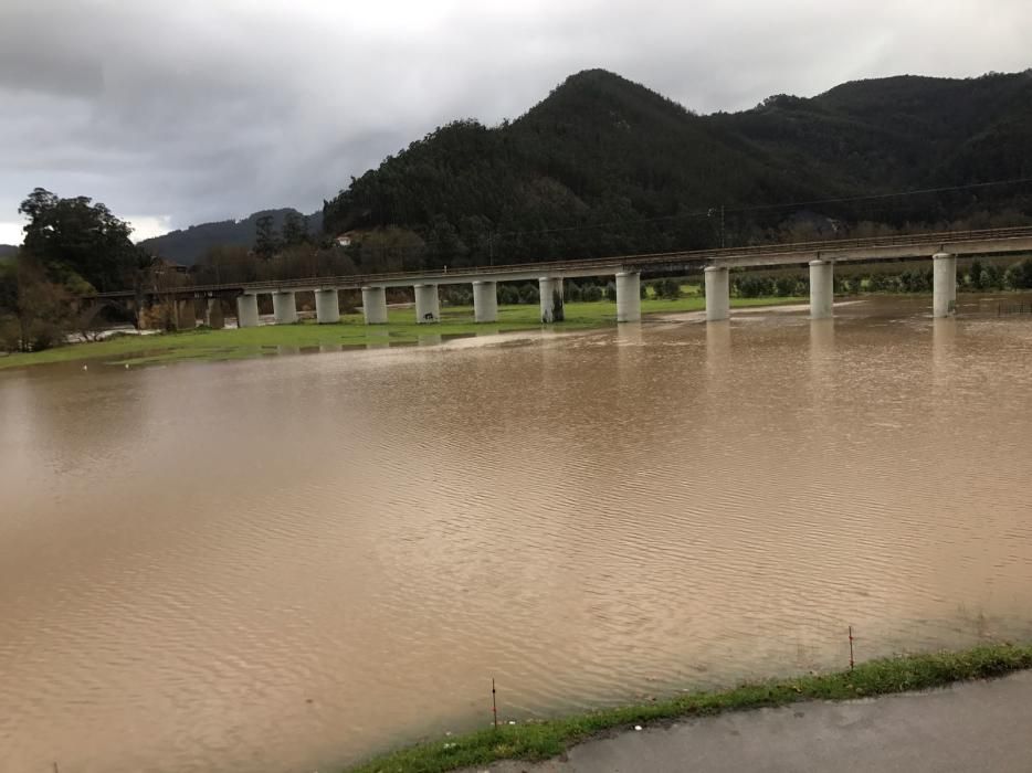 El prao del Xiringüelu, en Pravia, inundado por la crecida del Nalón