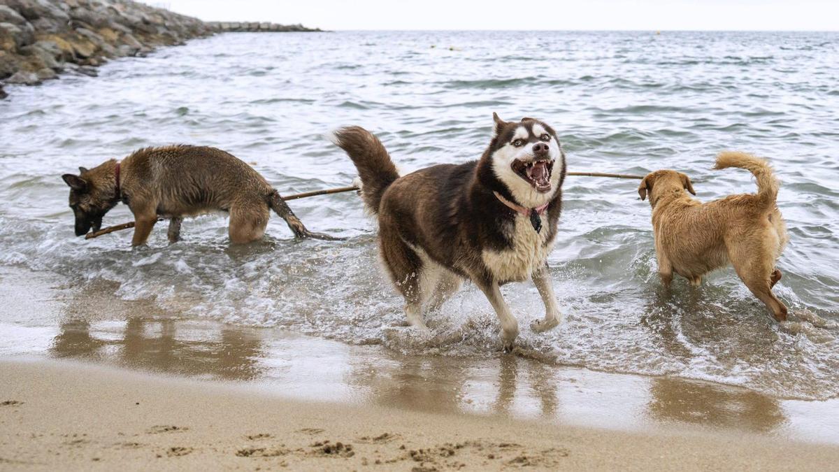 Tres perros se bañan en una playa canina.