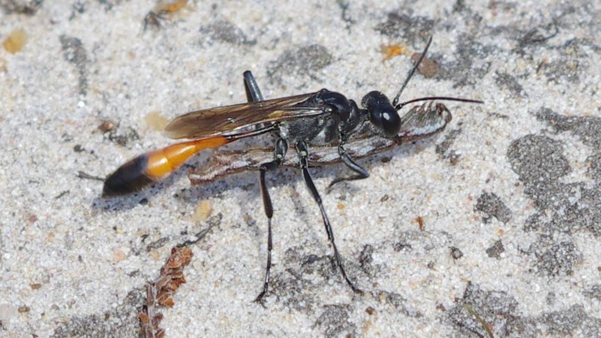Una avispa hembra cargando una oruga presa para alimentar a su cría.