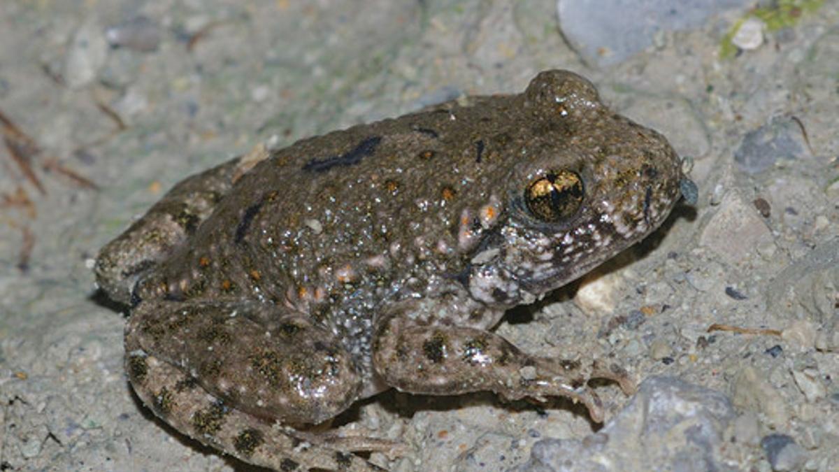 Un ejemplar de sapo partero.