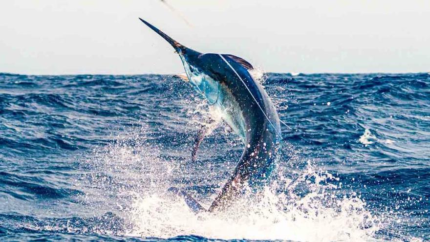 El II Open Internacional Pesca de Altura Gran Canaria arranca este viernes con unas 40 embarcaciones inscritas