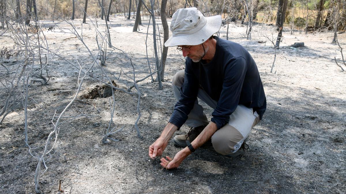 L&#039;investigador de la UdG Pere Pons recollint pinassa a la zona cremada de l&#039;incendi de Ventalló