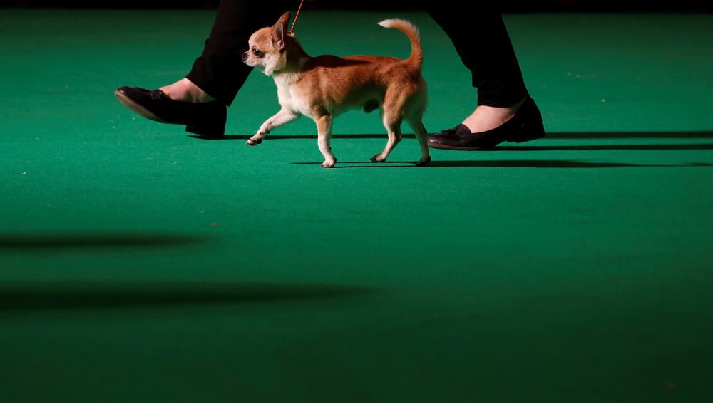 Crufts Dog Show, l'exhibició de gossos més gran d'Anglaterra