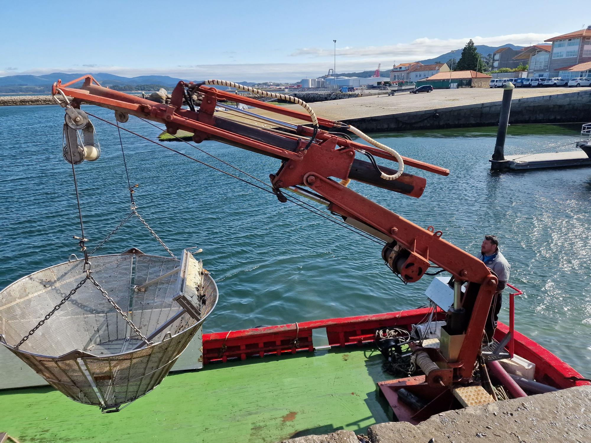 Descargas de mejillón en Arousa.