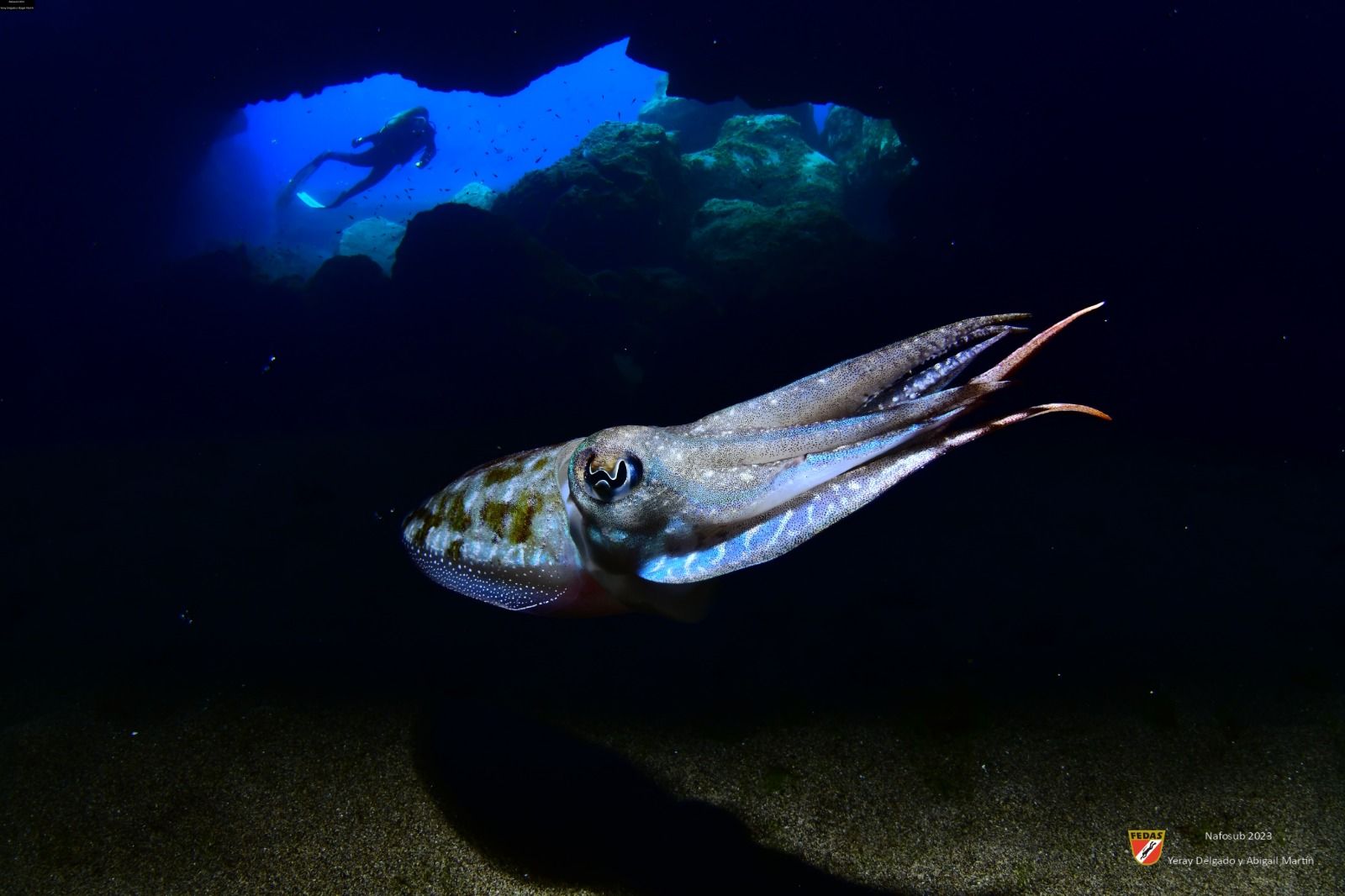 Primer Premio del Campeonato de España de Fotografía Submarina 2023 celebrado en Lanzarote